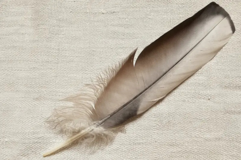 Feder auf hellem Leinen, sanftes Licht, ruhige Geste, Symbol für Leichtigkeit und Resonanz.