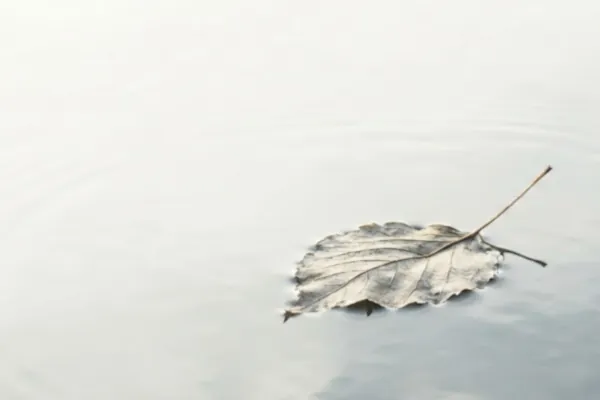 Trockenes Blatt treibt ruhig auf heller Wasseroberfläche und schwimmt langsam davon